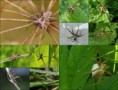 /album/pisauridae/pisaura-mirabilis2-postcard-jpg/